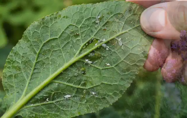 Hand hält ein Blatt mit kleinen hellen Schädlingen auf der Unterseite; Thema Trauermücken, Schwerpunkt Saison; Ausgangslage.