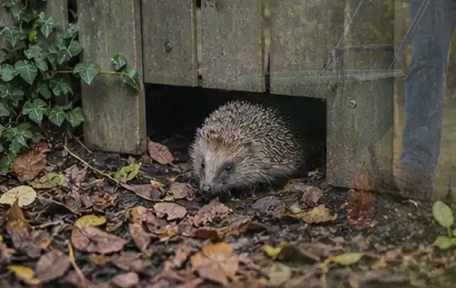 Igel nutzt einen bodennahen Durchgang unter einem hölzernen Gartenzaun; Thema Trauermücken, Schwerpunkt Saison; Umsetzung.