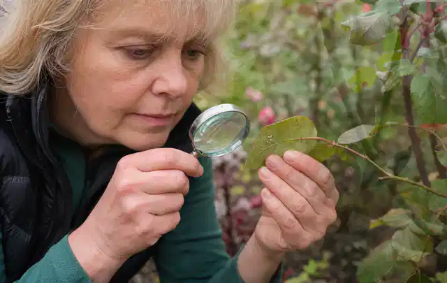 Person untersucht Blätter im Garten auf Schädlinge und Krankheitssymptome; Thema Trauermücken, Schwerpunkt Saison; Kontrolle.