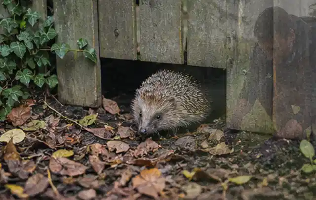 Igel nutzt einen bodennahen Durchgang unter einem hölzernen Gartenzaun; Thema Trauermücken, Schwerpunkt Schadbild; Praxisalltag.