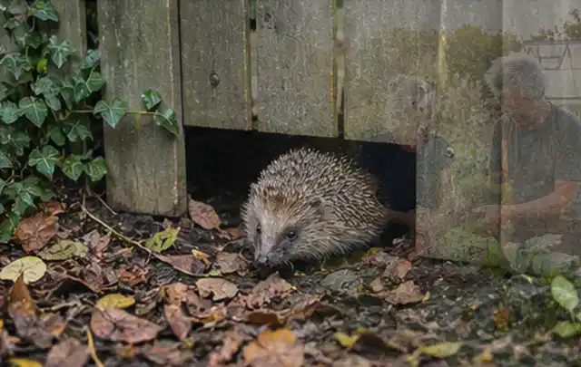 Igel nutzt einen bodennahen Durchgang unter einem hölzernen Gartenzaun; Thema Trauermücken, Schwerpunkt Schädlinge Krankheiten; Umsetzung.