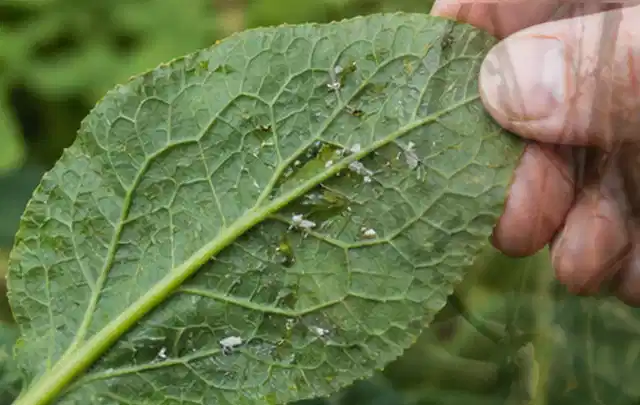Hand hält ein Blatt mit kleinen hellen Schädlingen auf der Unterseite; Thema Trauermücken, Schwerpunkt Soforthilfe; Ausgangslage.