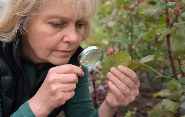 Person untersucht Blätter im Garten auf Schädlinge und Krankheitssymptome; Thema Trauermücken, Schwerpunkt Soforthilfe; Ergebnis.