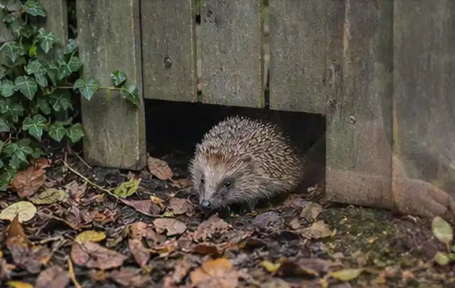 Igel nutzt einen bodennahen Durchgang unter einem hölzernen Gartenzaun; Thema Trauermücken, Schwerpunkt Soforthilfe; Praxisalltag.