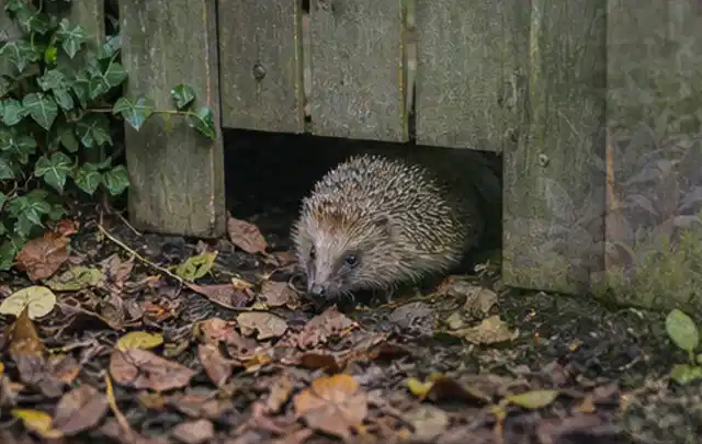 Igel nutzt einen bodennahen Durchgang unter einem hölzernen Gartenzaun; Thema Trauermücken, Schwerpunkt Ursachen; Ergebnis.