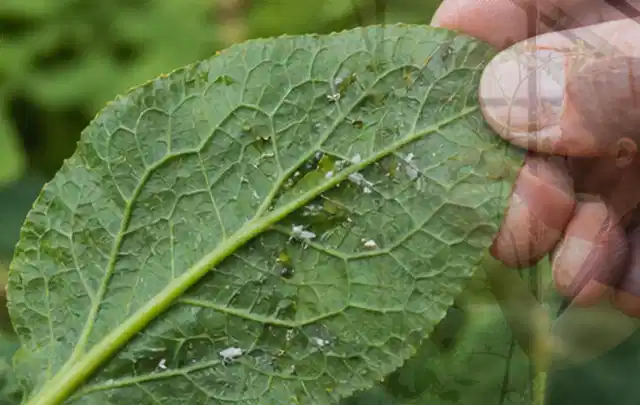Hand hält ein Blatt mit kleinen hellen Schädlingen auf der Unterseite; Thema Trauermücken, Schwerpunkt Vorbeugung; Ausgangslage.