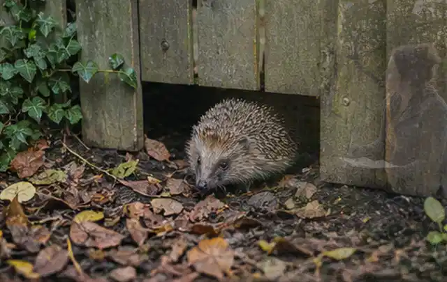 Igel nutzt einen bodennahen Durchgang unter einem hölzernen Gartenzaun; Thema Trauermücken, Schwerpunkt Vorbeugung; Praxisalltag.