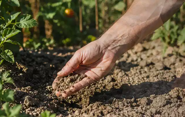 Hand prüft trockene krümelige Gartenerde während einer warmen Sommerphase; Thema Trockenrasen, Schwerpunkt Bewässerung; Umsetzung.