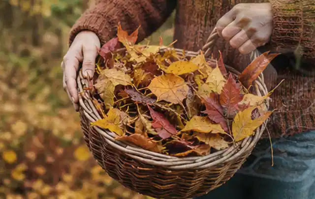 Person sammelt farbiges Herbstlaub in einem geflochtenen Gartenkorb; Thema Trockenrasen, Schwerpunkt Bewässerung; Kontrolle.