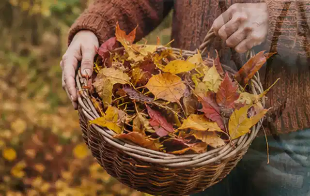 Person sammelt farbiges Herbstlaub in einem geflochtenen Gartenkorb; Thema Trockenrasen, Schwerpunkt Bodenpflege; Ausgangslage.