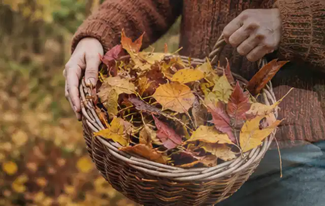 Person sammelt farbiges Herbstlaub in einem geflochtenen Gartenkorb; Thema Trockenrasen, Schwerpunkt Checkliste; Umsetzung.
