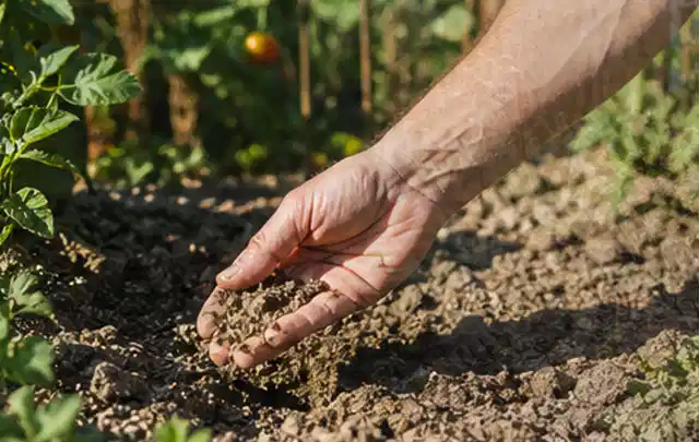 Hand prüft trockene krümelige Gartenerde während einer warmen Sommerphase; Thema Trockenrasen, Schwerpunkt Checkliste; Praxisalltag.