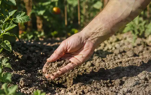 Hand prüft trockene krümelige Gartenerde während einer warmen Sommerphase; Thema Trockenrasen, Schwerpunkt Fehlerhilfe; Umsetzung.