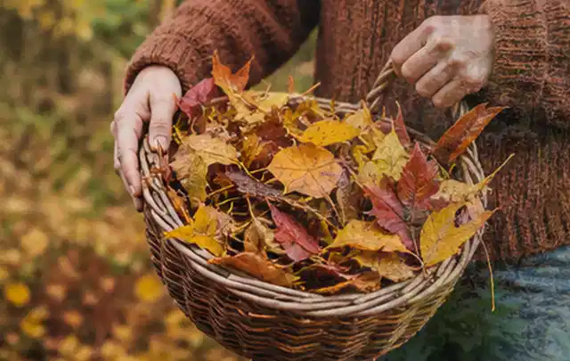 Person sammelt farbiges Herbstlaub in einem geflochtenen Gartenkorb; Thema Trockenrasen, Schwerpunkt Fehlerhilfe; Kontrolle.