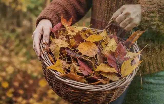 Person sammelt farbiges Herbstlaub in einem geflochtenen Gartenkorb; Thema Trockenrasen, Schwerpunkt Frühjahr; Umsetzung.