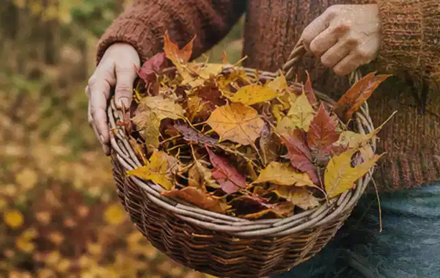 Person sammelt farbiges Herbstlaub in einem geflochtenen Gartenkorb; Thema Trockenrasen, Schwerpunkt Moos; Ausgangslage.