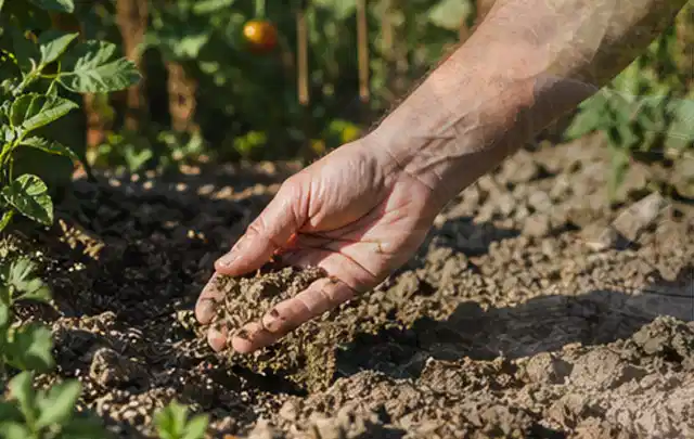 Hand prüft trockene krümelige Gartenerde während einer warmen Sommerphase; Thema Trockenrasen, Schwerpunkt Nachsaat; Ausgangslage.