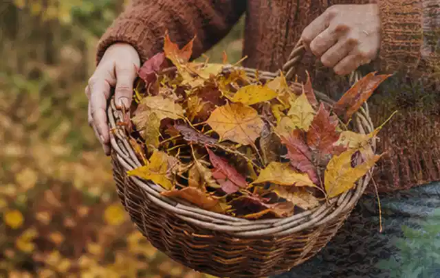 Person sammelt farbiges Herbstlaub in einem geflochtenen Gartenkorb; Thema Trockenrasen, Schwerpunkt Nachsaat; Kontrolle.