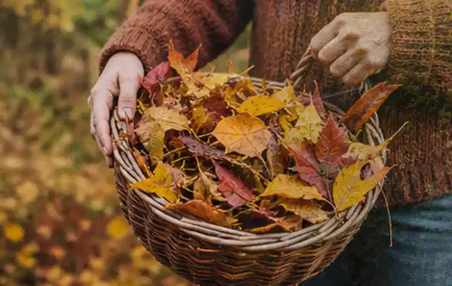 Person sammelt farbiges Herbstlaub in einem geflochtenen Gartenkorb; Thema Trockenrasen, Schwerpunkt Neuanlage; Umsetzung.