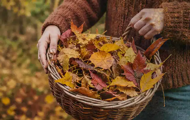 Person sammelt farbiges Herbstlaub in einem geflochtenen Gartenkorb; Thema Trockenrasen, Schwerpunkt Rasen; Umsetzung.