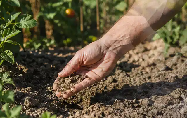 Hand prüft trockene krümelige Gartenerde während einer warmen Sommerphase; Thema Trockenrasen, Schwerpunkt Rasengesundheit; Umsetzung.