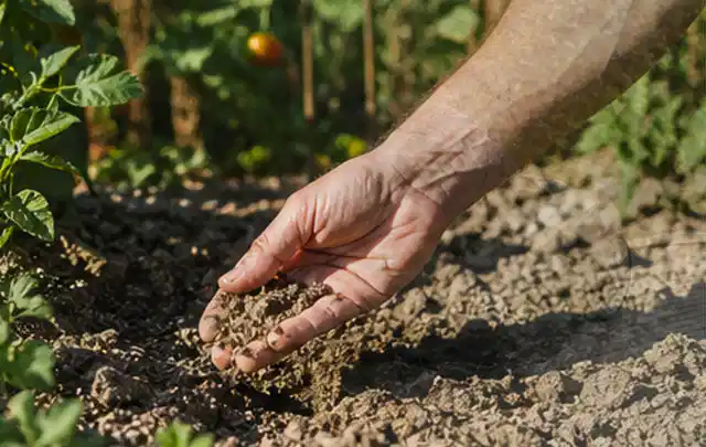 Hand prüft trockene krümelige Gartenerde während einer warmen Sommerphase; Thema Trockenrasen, Schwerpunkt Rasenschnitt; Ergebnis.