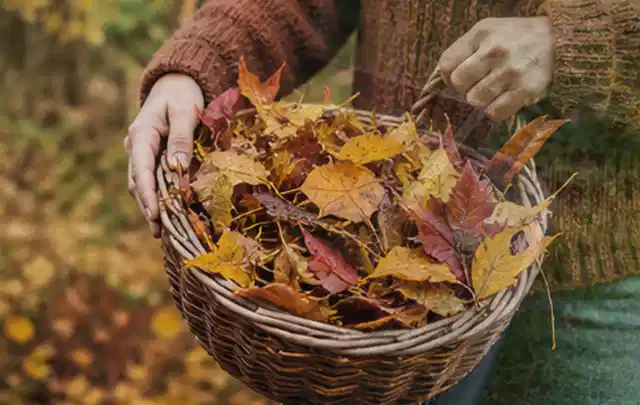 Person sammelt farbiges Herbstlaub in einem geflochtenen Gartenkorb; Thema Trockenrasen, Schwerpunkt Rasenschnitt; Praxisalltag.