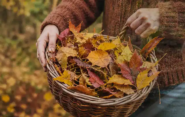 Person sammelt farbiges Herbstlaub in einem geflochtenen Gartenkorb; Thema Trockenrasen, Schwerpunkt Sommerpflege; Kontrolle.