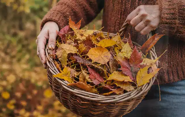 Person sammelt farbiges Herbstlaub in einem geflochtenen Gartenkorb; Thema Trockenrasen, Schwerpunkt Unkraut; Ergebnis.