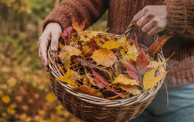 Person sammelt farbiges Herbstlaub in einem geflochtenen Gartenkorb; Thema Trockenrasen, Schwerpunkt Winterpflege; Ergebnis.