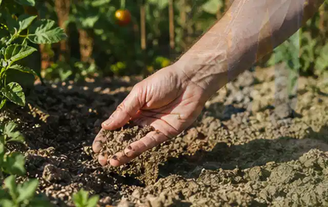 Hand prüft trockene krümelige Gartenerde während einer warmen Sommerphase; Thema Tropfbewässerung, Schwerpunkt Anwendung; Ausgangslage.