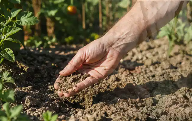Hand prüft trockene krümelige Gartenerde während einer warmen Sommerphase; Thema Tropfbewässerung, Schwerpunkt Bestenliste; Praxisalltag.