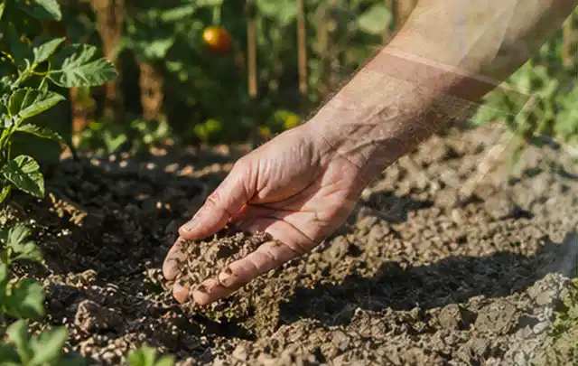 Hand prüft trockene krümelige Gartenerde während einer warmen Sommerphase; Thema Tropfbewässerung, Schwerpunkt Fehlerhilfe; Kontrolle.