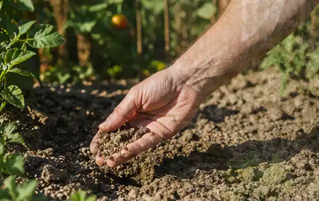 Hand prüft trockene krümelige Gartenerde während einer warmen Sommerphase; Thema Tropfbewässerung, Schwerpunkt Kaufberatung; Kontrolle.