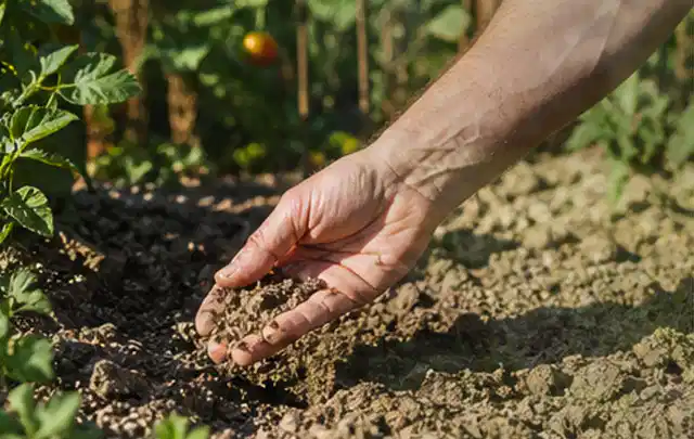 Hand prüft trockene krümelige Gartenerde während einer warmen Sommerphase; Thema Tropfbewässerung, Schwerpunkt Wartung; Ausgangslage.