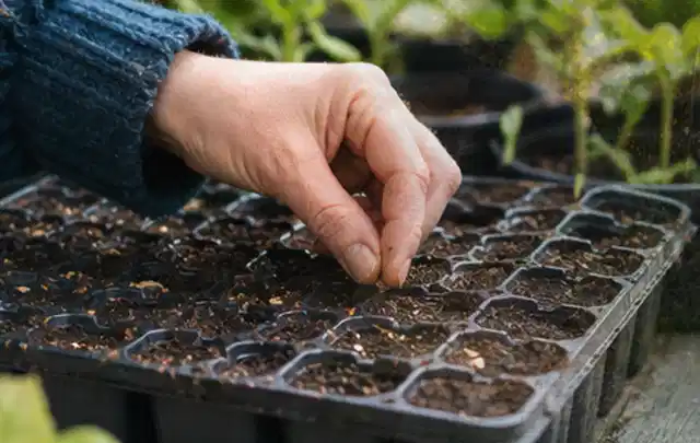 Hand legt einzelne Samen in vorbereitete Anzuchtschalen mit lockerer Erde; Thema Tulpen, Schwerpunkt Bewässerung; Ergebnis.