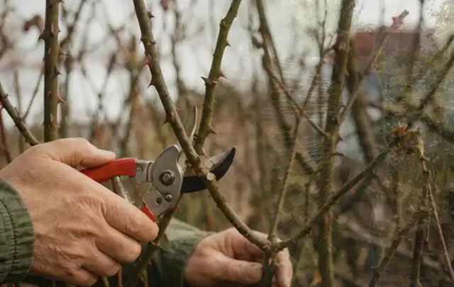 Hände schneiden einen älteren Rosenstrauch mit einer sauberen Gartenschere; Thema Tulpen, Schwerpunkt Bewässerung; Praxisalltag.