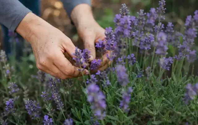Hände pflegen blühenden Lavendel in einem natürlich angelegten Gartenbeet; Thema Tulpen, Schwerpunkt Blumen; Ausgangslage.