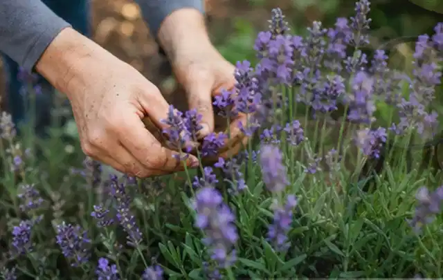 Hände pflegen blühenden Lavendel in einem natürlich angelegten Gartenbeet; Thema Tulpen, Schwerpunkt Boden; Ausgangslage.
