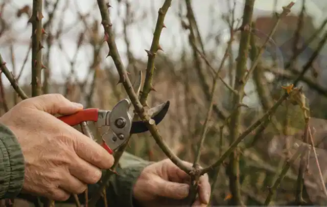 Hände schneiden einen älteren Rosenstrauch mit einer sauberen Gartenschere; Thema Tulpen, Schwerpunkt Düngung; Umsetzung.