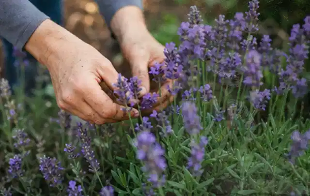 Hände pflegen blühenden Lavendel in einem natürlich angelegten Gartenbeet; Thema Tulpen, Schwerpunkt Düngung; Kontrolle.