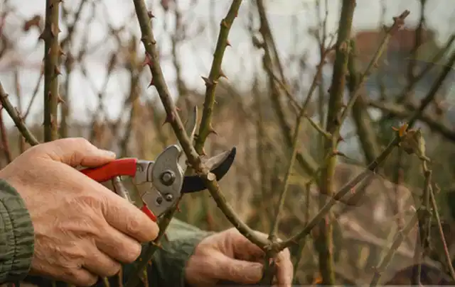 Hände schneiden einen älteren Rosenstrauch mit einer sauberen Gartenschere; Thema Tulpen, Schwerpunkt Einsteigerwissen; Ergebnis.