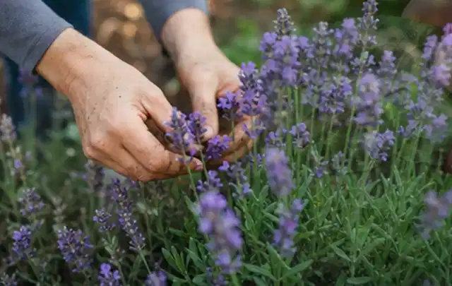 Hände pflegen blühenden Lavendel in einem natürlich angelegten Gartenbeet; Thema Tulpen, Schwerpunkt Einsteigerwissen; Praxisalltag.