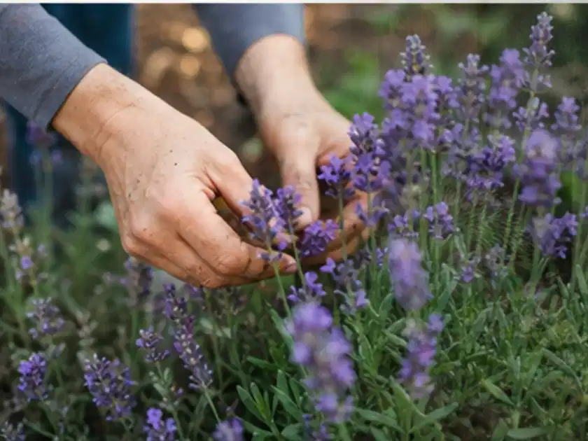 Hände pflegen blühenden Lavendel in einem natürlich angelegten Gartenbeet; Thema Tulpen, Schwerpunkt Fehlerhilfe; Titelbild.