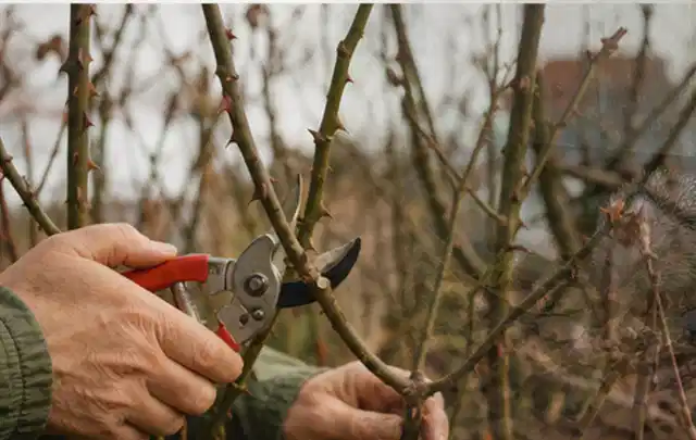 Hände schneiden einen älteren Rosenstrauch mit einer sauberen Gartenschere; Thema Tulpen, Schwerpunkt Fehlerhilfe; Ausgangslage.