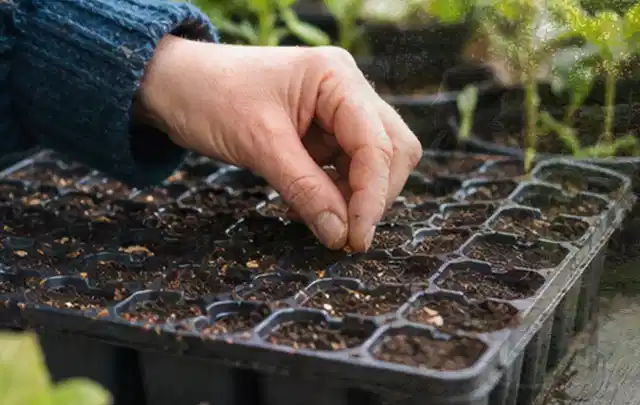 Hand legt einzelne Samen in vorbereitete Anzuchtschalen mit lockerer Erde; Thema Tulpen, Schwerpunkt Fehlerhilfe; Ergebnis.