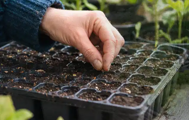 Hand legt einzelne Samen in vorbereitete Anzuchtschalen mit lockerer Erde; Thema Tulpen, Schwerpunkt Gartenpraxis; Ausgangslage.