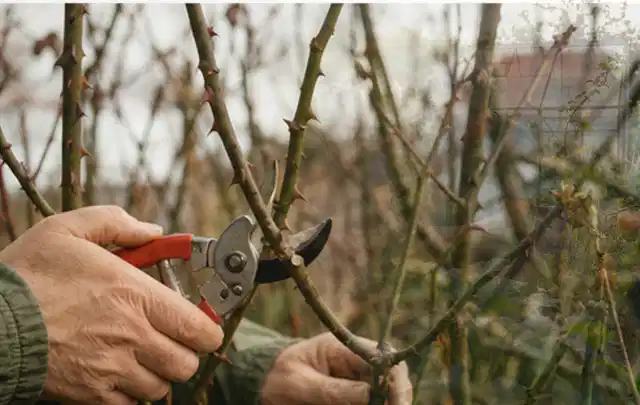 Hände schneiden einen älteren Rosenstrauch mit einer sauberen Gartenschere; Thema Tulpen, Schwerpunkt Gartenpraxis; Umsetzung.