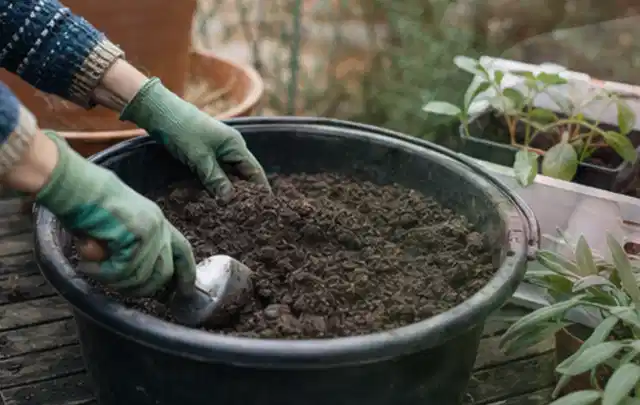 Behandschuhte Hände bereiten lockere Pflanzerde in einem großen Kübel vor; Thema Tulpen, Schwerpunkt Gartenpraxis; Kontrolle.