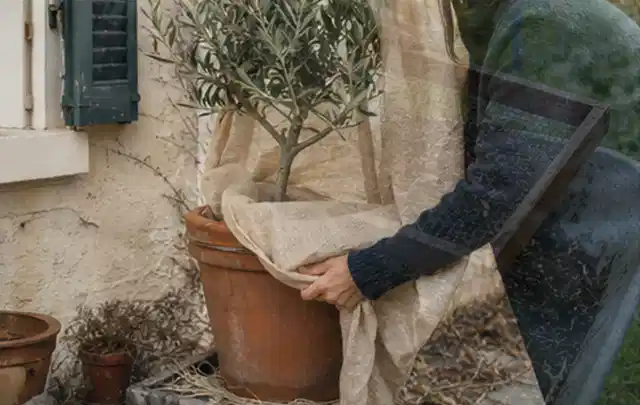 Person umhüllt eine mediterrane Kübelpflanze mit atmungsaktivem Winterschutz; Thema Tulpen, Schwerpunkt Jahrespflege; Praxisalltag.